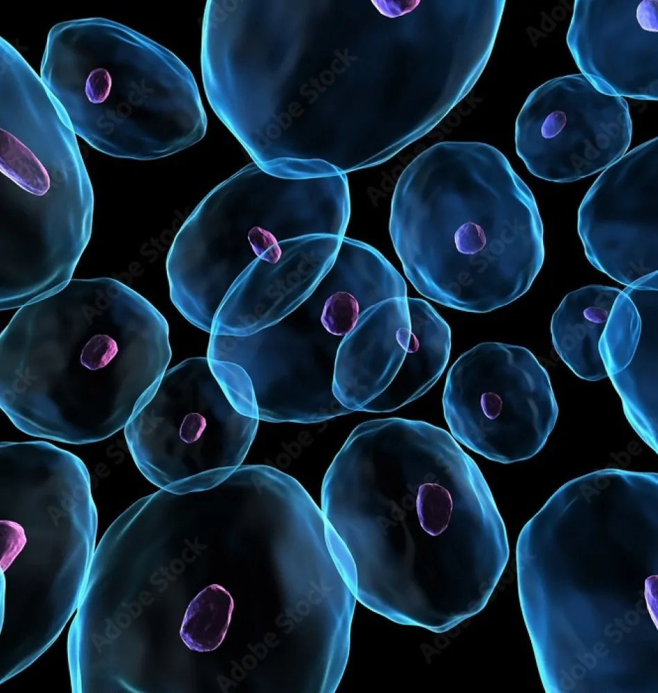 Gesundheit beginnt auf Zellebene